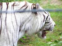 Tigre blanc (03)